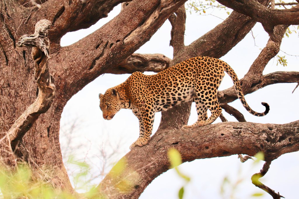 a leopard in a tree.