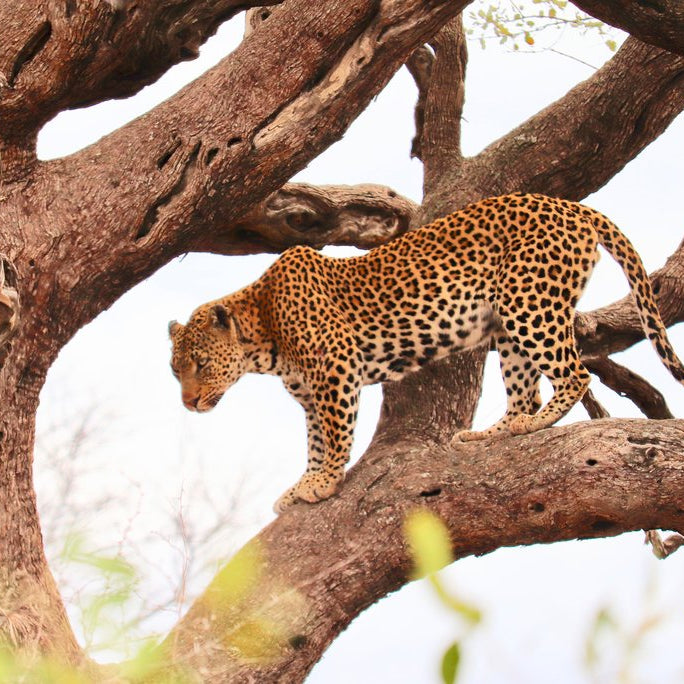 a leopard in a tree.