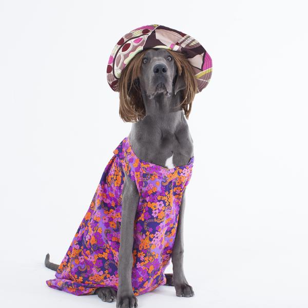 dog in print floral dress and sun hat. 